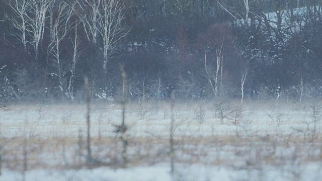 濑代原的飘雪视频素材