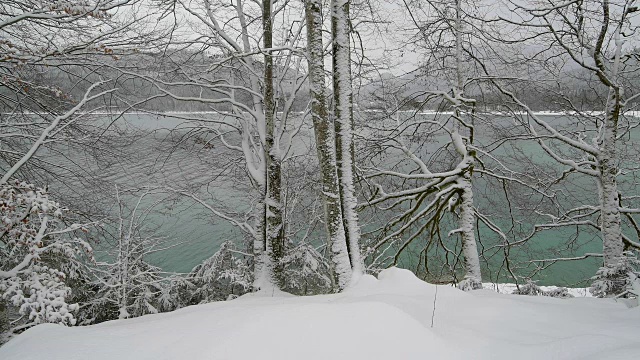 冬天，德国巴伐利亚州上巴伐利亚的瓦尔琴湖上的雪山毛榉树视频素材