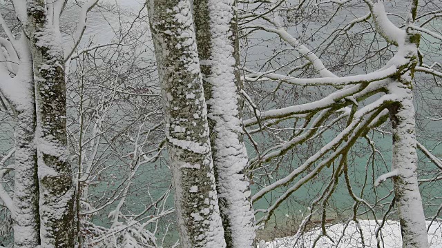 冬天，德国巴伐利亚州上巴伐利亚的瓦尔琴湖上的雪山毛榉树视频素材