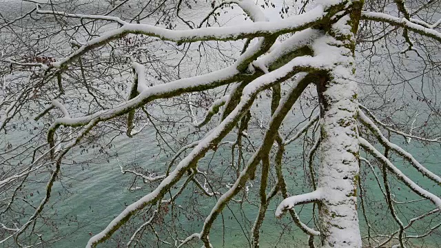 冬天，德国巴伐利亚州上巴伐利亚的瓦尔琴湖上的雪山毛榉树视频素材