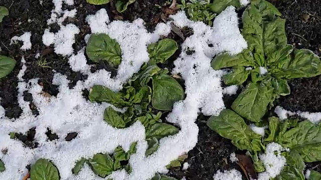 弗罗斯特在菠菜视频素材