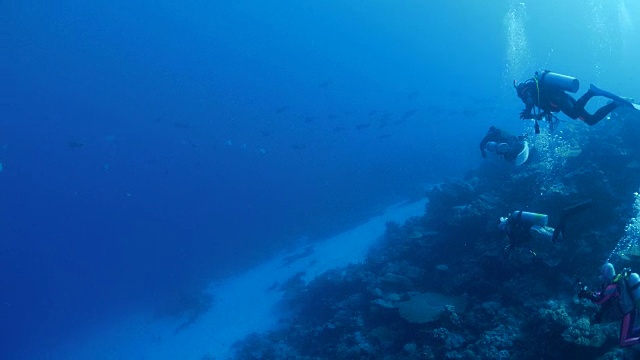 潜水，海底暗礁，帕劳视频素材