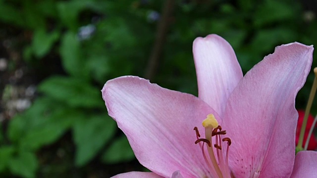 粉色植物黄百合细节特写高清镜头-草本虎百合花视频视频素材