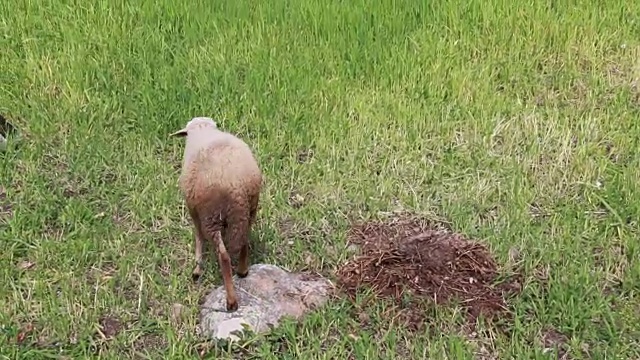 羊视频素材