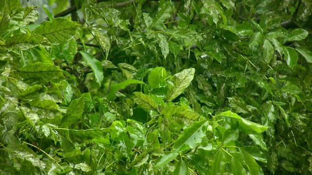 热带暴雨(HD)视频素材