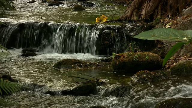 森林的瀑布水(HD)视频素材