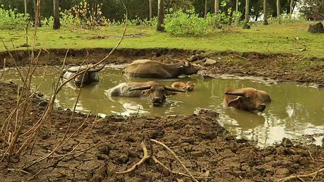 水牛在泥里洗澡视频素材