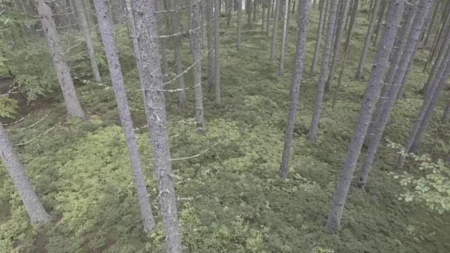 从密林内鸟瞰视频素材