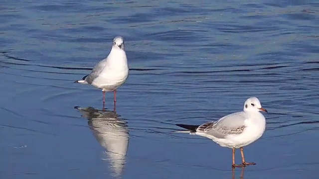 加里宁格勒塔顶湖上的海鸥视频下载