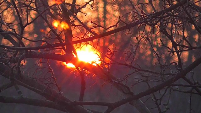 夕阳穿过树枝视频下载