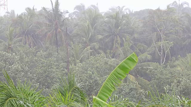 热带风和雨滴落在绿色的棕榈树叶子在帕岸岛，泰国视频素材