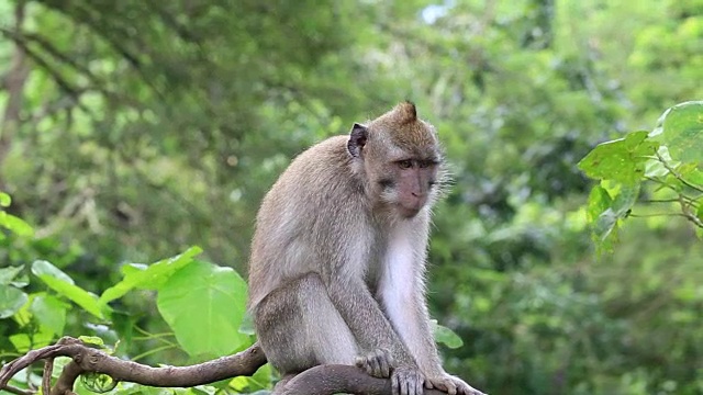 印度尼西亚巴厘岛乌布神圣猴林中的猴子一家视频素材