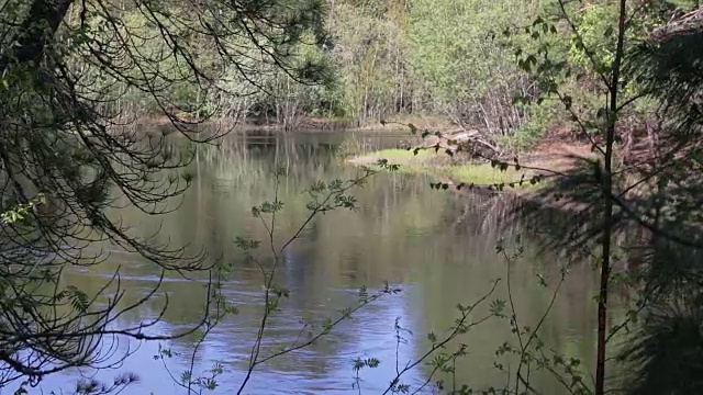 在西伯利亚的一个小针叶林河山谷的观点在高水位期间视频素材