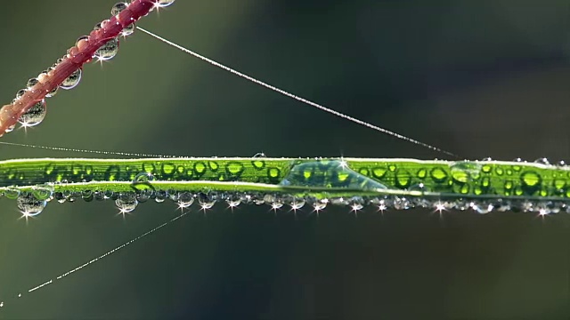 清晨，露珠在草地和蜘蛛网上闪闪发光视频素材