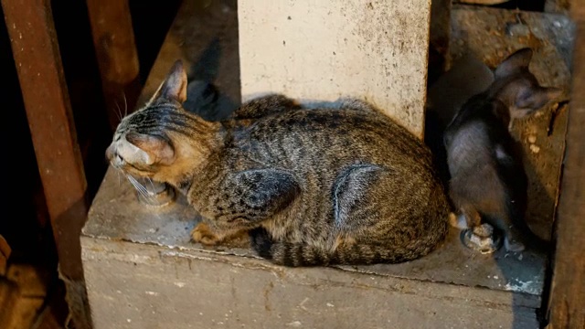 小灰流浪猫和小猫坐在街边夜市的地上视频素材