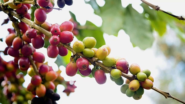 咖啡樱桃(咖啡豆)成熟视频素材