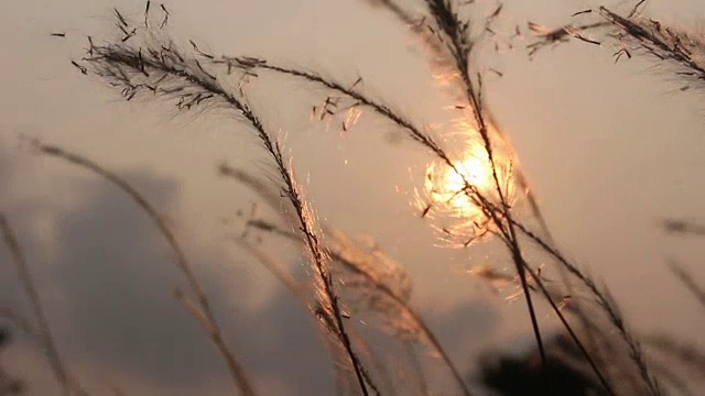 日出背景上的草花视频素材