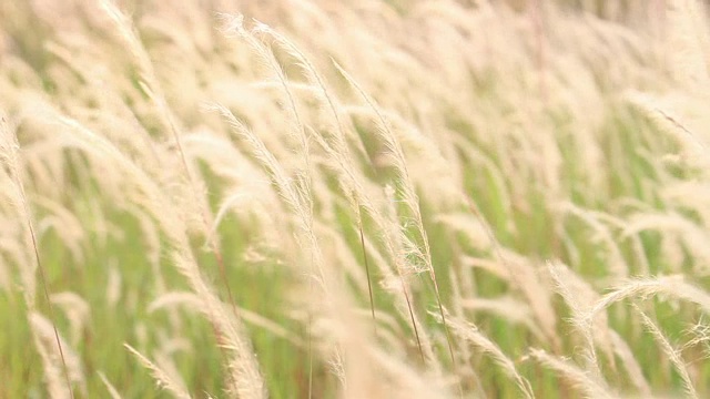 草花田背景视频素材