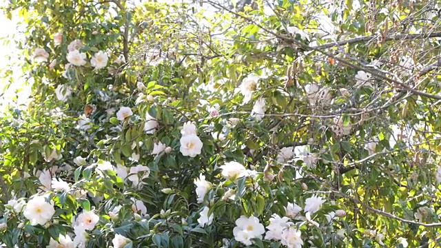 亮粉红色山茶花视频素材