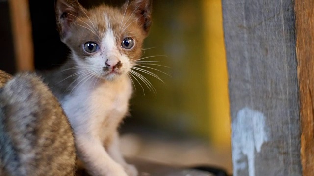 小灰流浪猫坐在夜市街头的地上视频素材