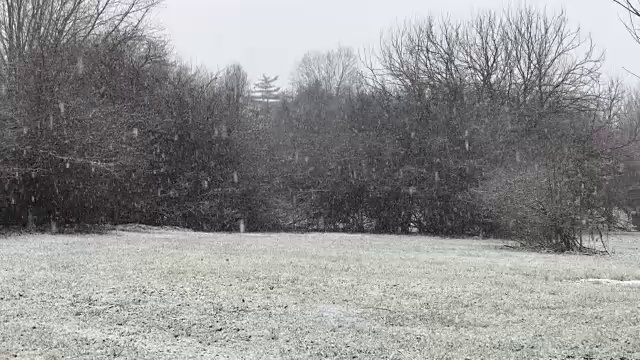 雪天里的树木景观视频素材