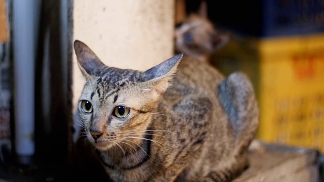 小灰流浪猫和小猫坐在街边夜市的地上视频素材