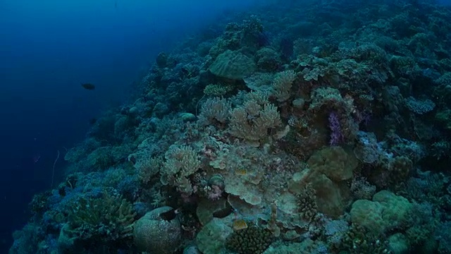 珊瑚礁，深海，帕劳视频素材