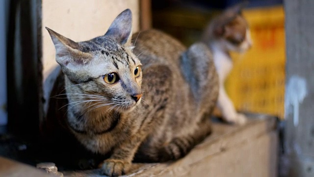 小灰流浪猫和小猫坐在街边夜市的地上视频素材