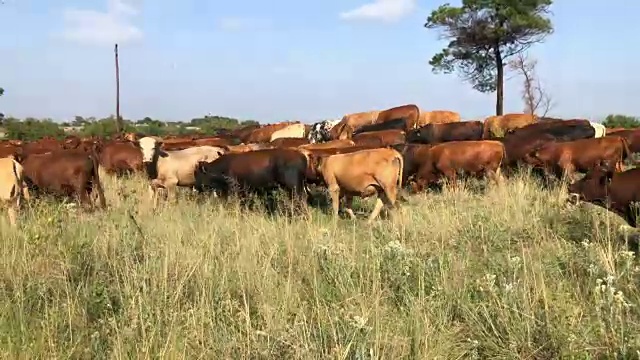 一群牛沿着田野前进视频素材