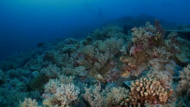 海底的珊瑚礁视频素材