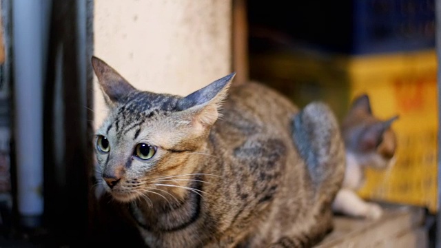 小灰流浪猫和小猫坐在街边夜市的地上视频素材