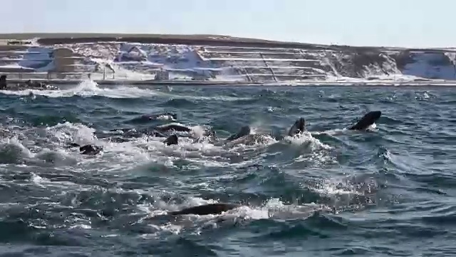 海狮聚集在日本北海道的一个小岛上。视频素材