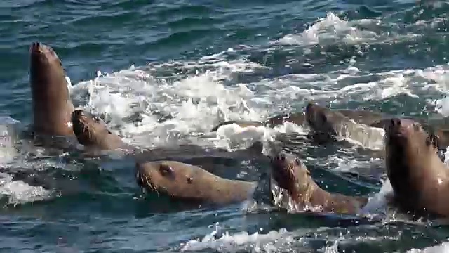 海狮聚集在日本北海道的一个小岛上。视频素材