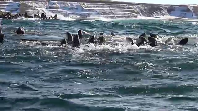 海狮聚集在日本北海道的一个小岛上。视频素材