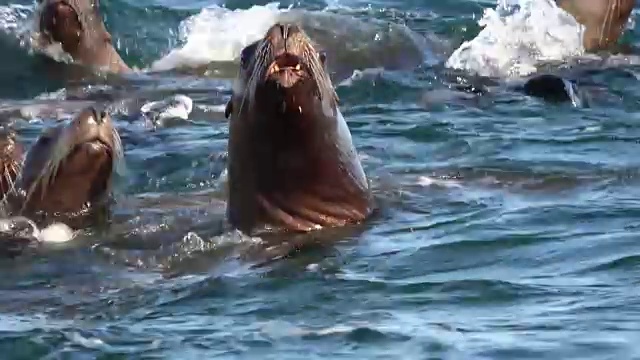 海狮聚集在日本北海道的一个小岛上。视频素材