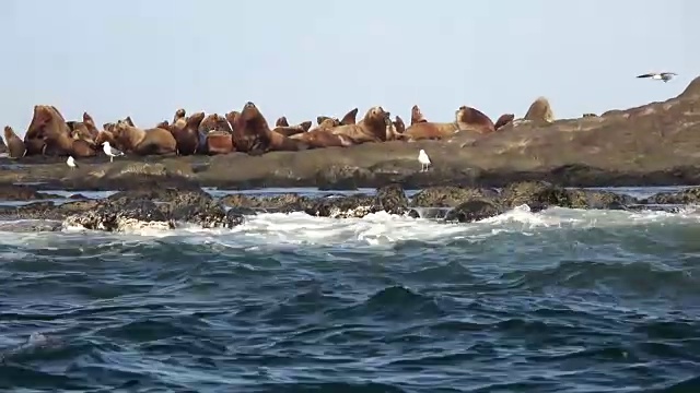 海狮聚集在日本北海道的一个小岛上。视频素材