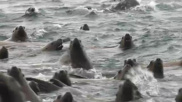 海狮聚集在日本北海道的一个小岛上。视频素材