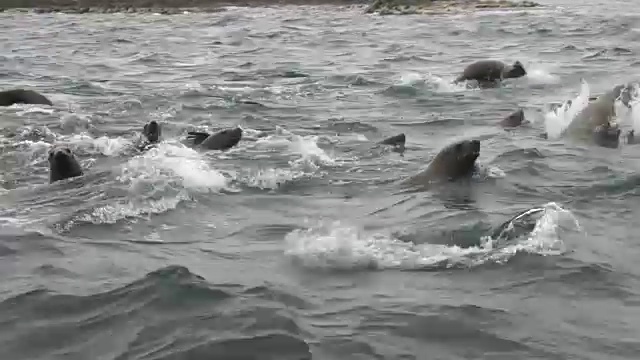 海狮聚集在日本北海道的一个小岛上。视频素材