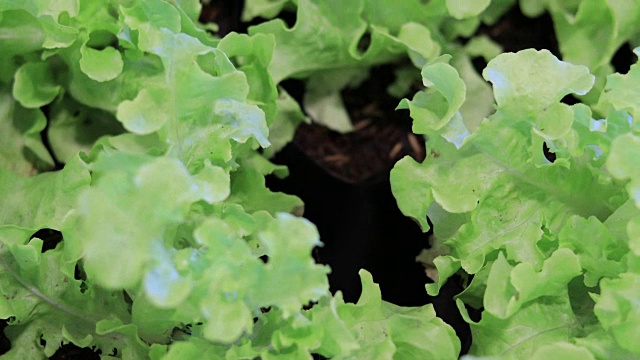 蔬菜有机蔬菜和水培蔬菜卷心菜生长在农民的田地里视频素材