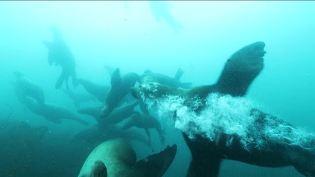 水下拍摄:海狮群聚集在日本北海道的一个小岛上。视频素材