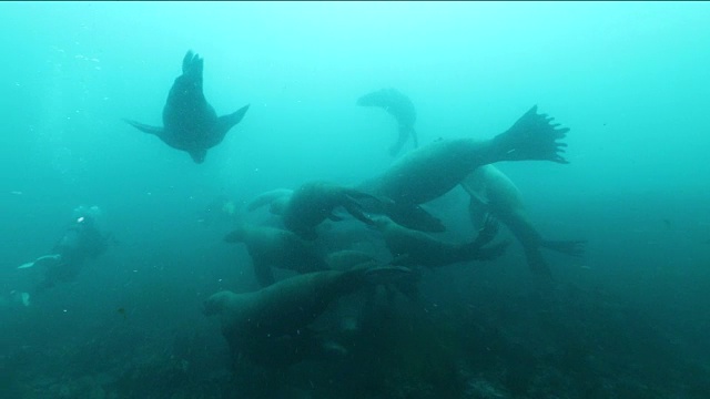 水下拍摄:海狮群聚集在日本北海道的一个小岛上。视频素材