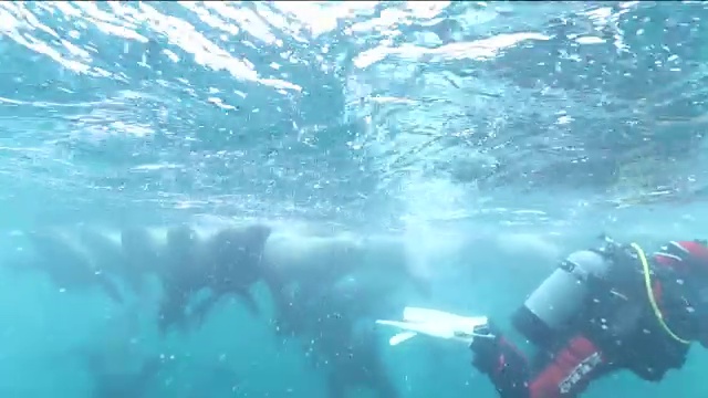 水下拍摄:海狮群聚集在日本北海道的一个小岛上。视频素材