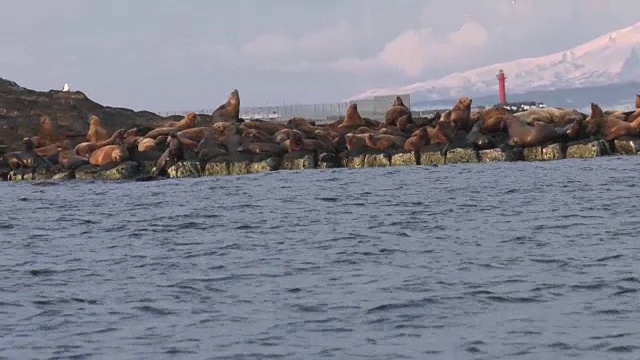 海狮聚集在日本北海道的一个小岛上。视频素材