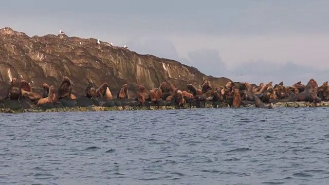 海狮聚集在日本北海道的一个小岛上。视频素材