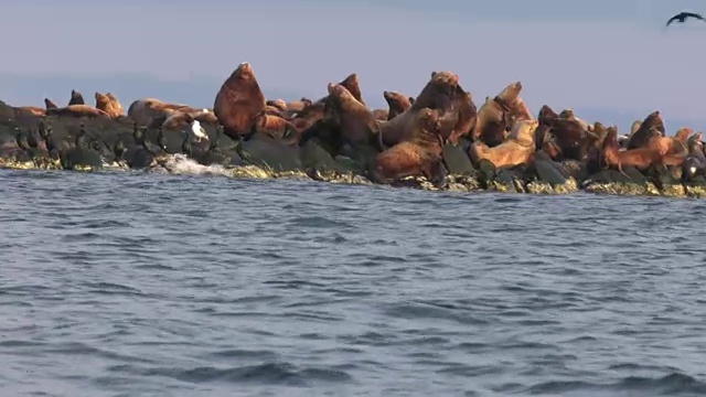 海狮聚集在日本北海道的一个小岛上。视频素材