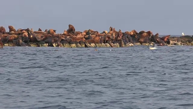 海狮聚集在日本北海道的一个小岛上。视频素材