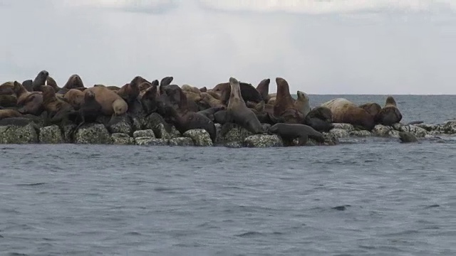 海狮聚集在日本北海道的一个小岛上。视频素材