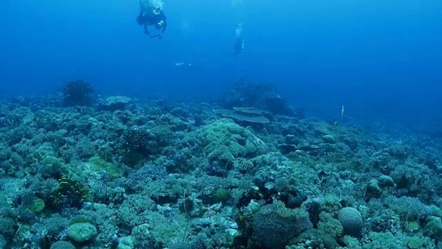 帕劳群岛潜水视频素材