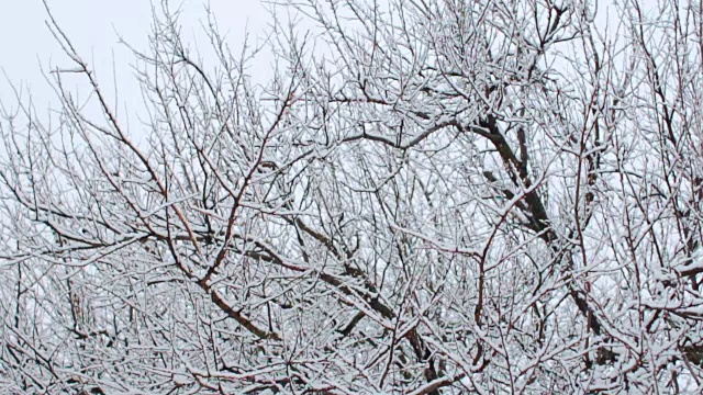 雪的背景是树。慢动作视频素材