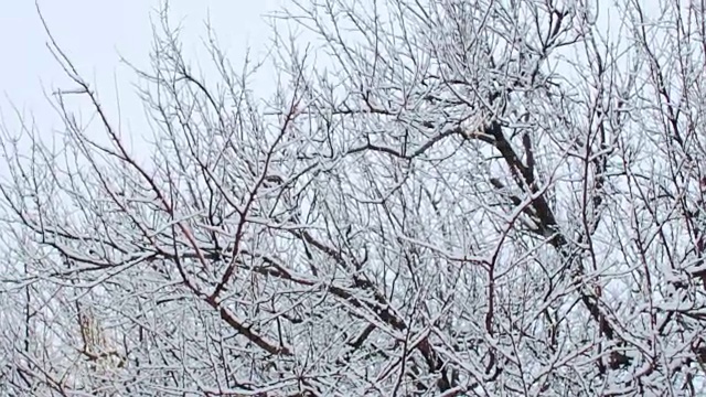 雪的背景是树。缓慢的运动。相机中的太阳眩光视频素材